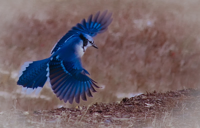 Blue Jay by Liz Hextall